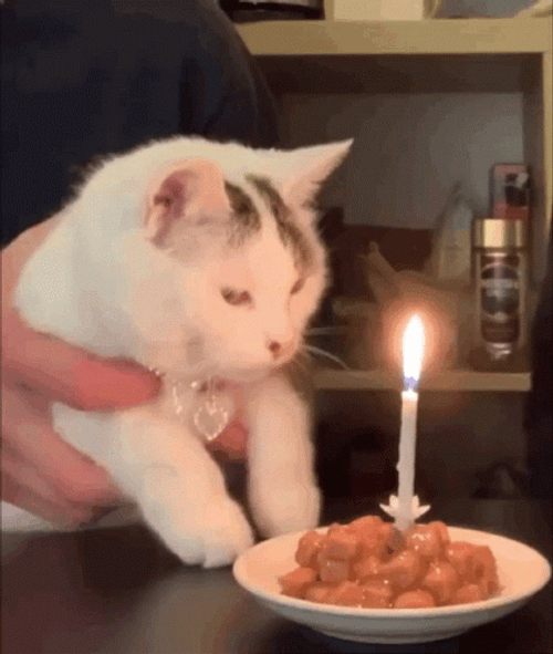 White Cat Blowing Birthday Cake GIF