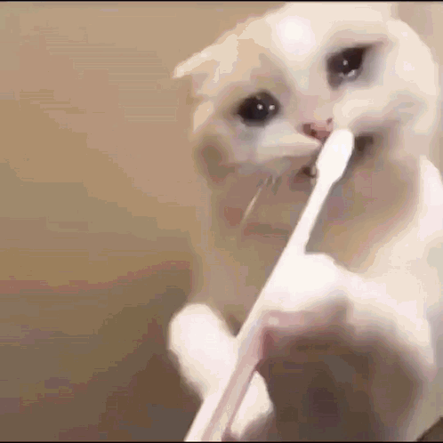 White Cat Brushing Teeth with Toothbrush