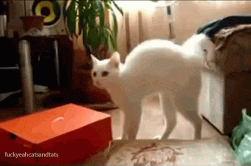 White Cat By Orange Box Fuckyeahcatsandtats GIF