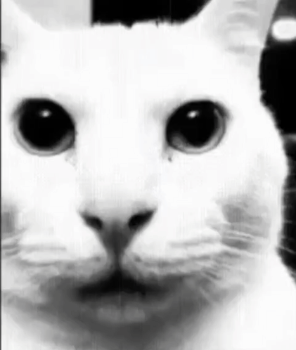 White Cat Close Up Black and White