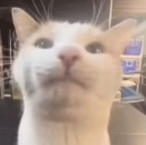 White Cat Close Up Looking at Camera