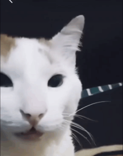 White Cat Close Up with Blue Collar
