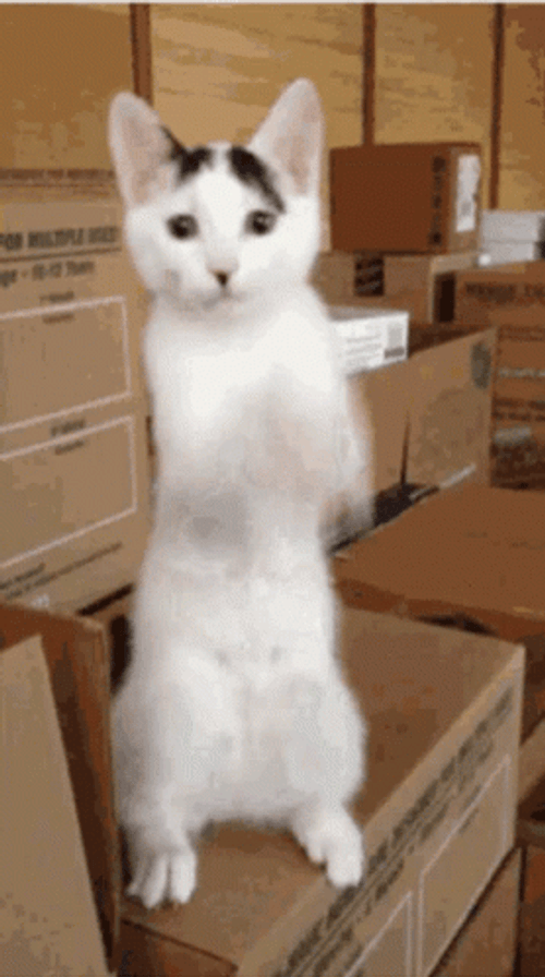 White Cat Meme GIFs