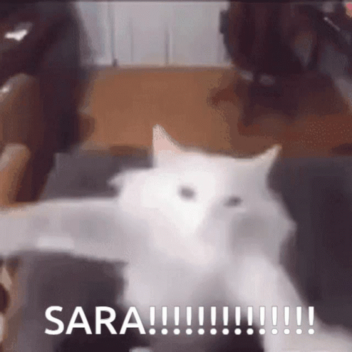 White Cat Dancing Meme GIF