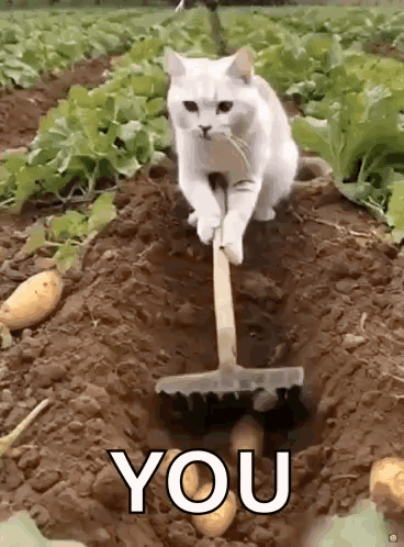 White Cat Digging Potatoes