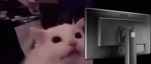 White Cat Encountering Flashbang GIF