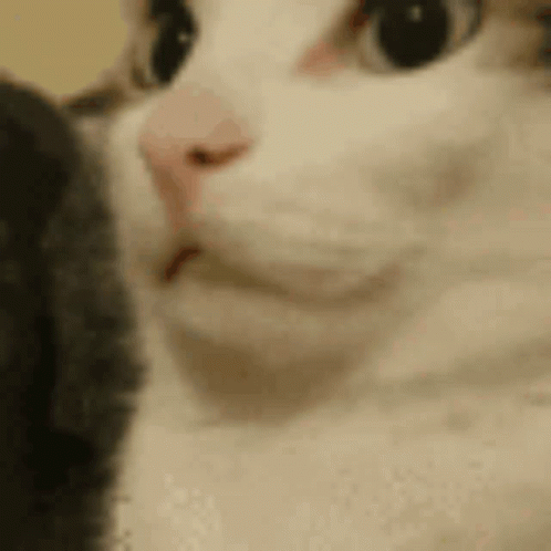 White Cat Face Close Up