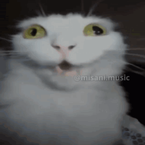 White Cat Face With Misani Music GIF