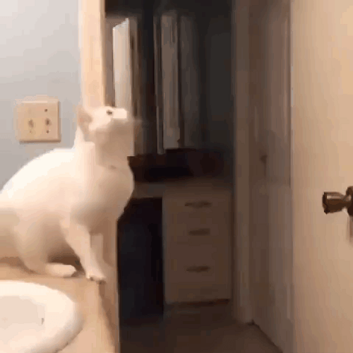 White Cat Fail Jump GIF