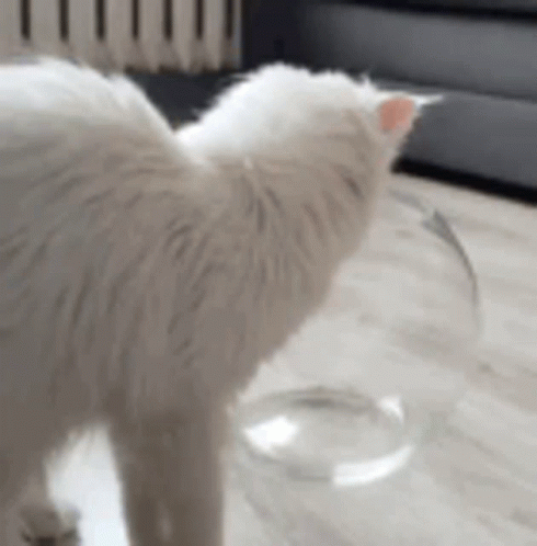 White Cat Fitting Itself To Fish Bowl GIF