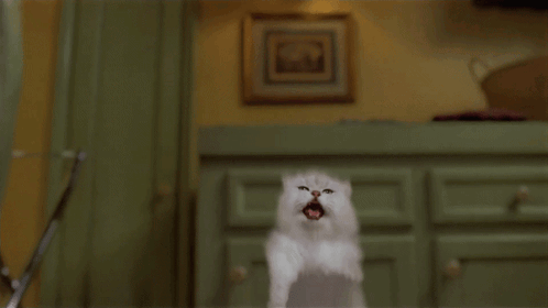 White Cat Flying With Mouth Open