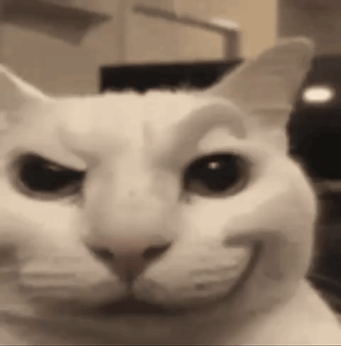 White Cat Funny Face Black and White
