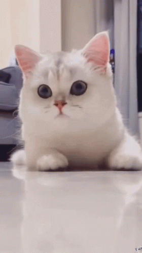 White Cat Getting Hype Expression GIF