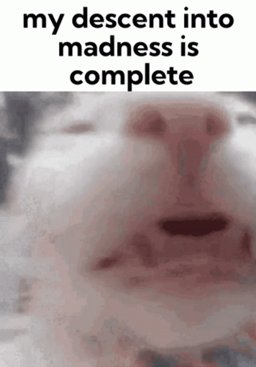 White Cat Getting Insane GIF