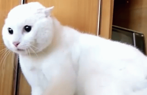 White Cat Getting Scared GIF