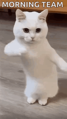 White Cat Giving Fist Bump GIF