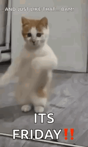 White Cat Grooving Its Friday GIF