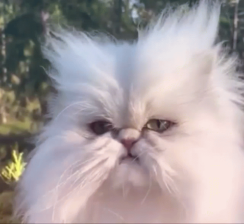 White Cat Grumpy Face GIF