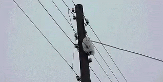 White Cat Hanging From Power Pole