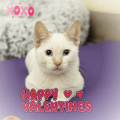 White Cat Happy Valentines GIF