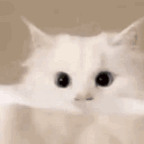 White Cat Holding Paper Looking At Camera GIF