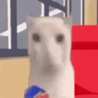 White Cat Holding Pepsi