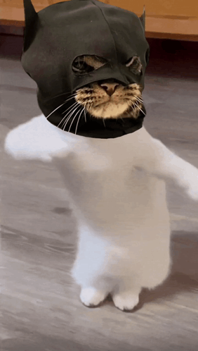 White Cat in Black Batman Mask