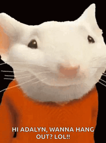 White Cat In Orange Shirt Saying Hi Adalyn Wanna Hang Out Lol GIF