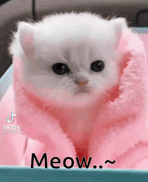 White Cat In Pink Blanket Meow GIF
