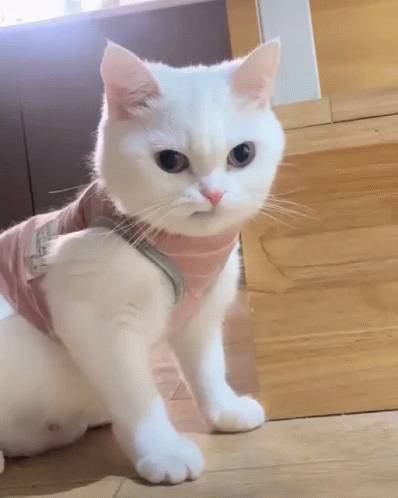 White Cat in Pink Shirt and Scarf