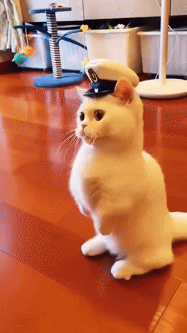 White Cat In Sailor Hat Aye Aye GIF