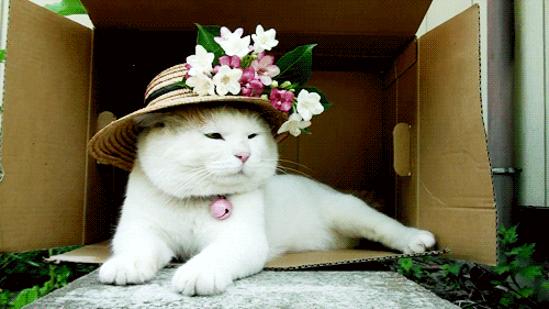 White Cat in Straw Hat Lying in Box