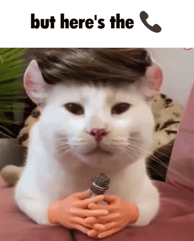 White Cat in Wig Says But Here's the Phone