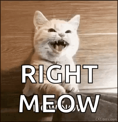 White Cat Laughing Saying Right Meow GIF