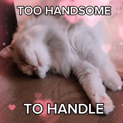 White Cat Laying Down Too Handsome to Handle