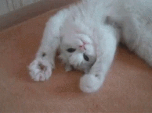 White Cat Laying on Back on Brown Blanket