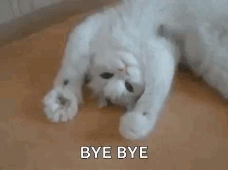 White Cat Laying On Back Saying Bye Bye GIF