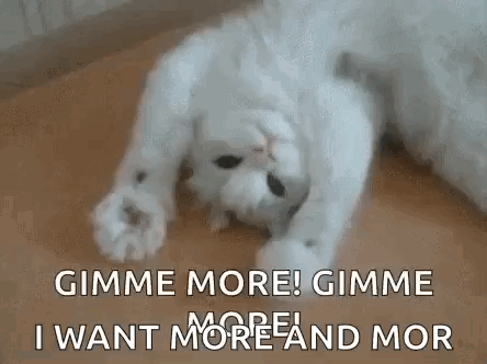 White Cat Laying on Back Saying Gimme More