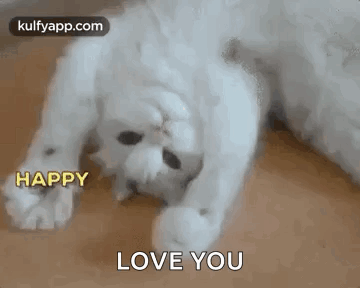 White Cat Laying on Back Saying Happy Love You