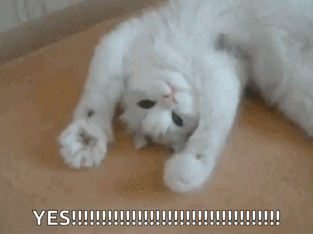 White Cat Laying on Back Saying Yes
