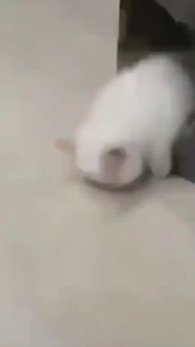 White Cat Laying on Floor Looking