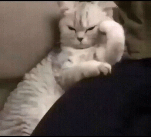 White Cat Laying on Lap Making Fist with Paw
