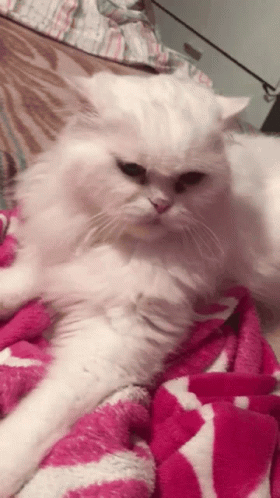 White Cat Laying on Pink Blanket