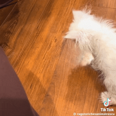 White Cat Laying on Wooden Floor