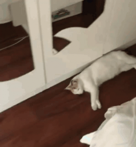 White Cat Laying On Wooden Floor In Front Of Mirror GIF