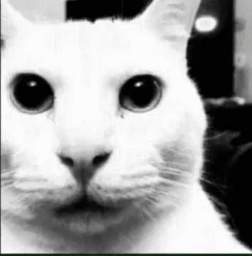 White Cat Looking at Camera Black and White