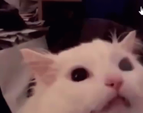 White Cat Looking at Camera