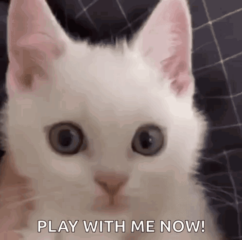 White Cat Looking at Camera Saying Play With Me Now
