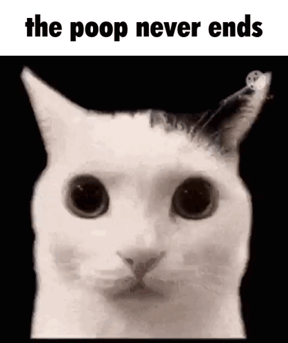 White Cat Looking At Camera The Poop Never Ends
