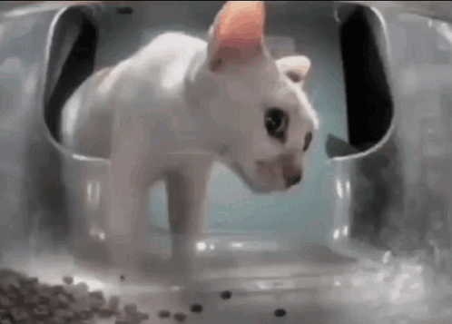White Cat Looking At Food GIF
